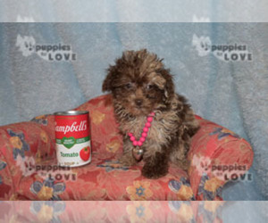 Poodle (Toy) Puppy for sale in SANGER, TX, USA