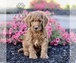 Goldendoodle (Miniature) Puppy for sale in GORDONVILLE, PA, USA