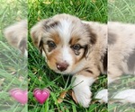 Small Photo #1 Miniature Australian Shepherd Puppy For Sale in WOODWARD, OK, USA