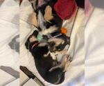Small Photo #7 Beagle-Siberian Husky Mix Puppy For Sale in SPRINGFIELD, OR, USA