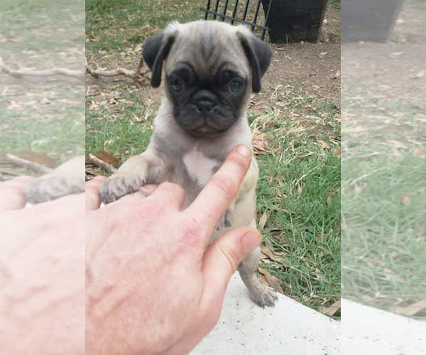 Medium Photo #1 Pug Puppy For Sale in ROUND ROCK, TX, USA