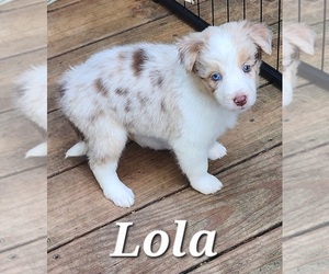 Texas Heeler Puppy for sale in UTICA, NY, USA