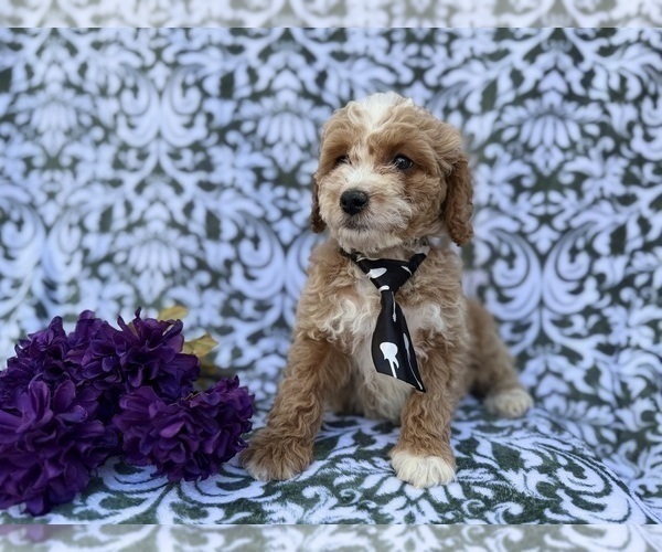 Medium Photo #3 Cock-A-Poo Puppy For Sale in LAKELAND, FL, USA