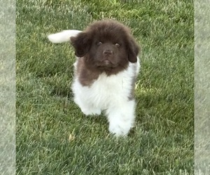 Newfoundland Puppy for Sale in WAUSEON, Ohio USA