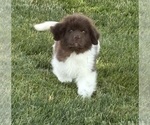 Image preview for Ad Listing. Nickname: Litter of 7