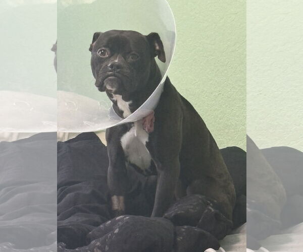Medium Photo #3 Bulldog-Unknown Mix Puppy For Sale in Miami, FL, USA