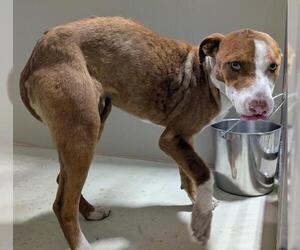 Mutt Dogs for adoption in Bakersfield, CA, USA