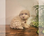 Small #1 Poodle (Miniature)-Poodle (Toy) Mix