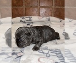Small Photo #25 French Bulldog Puppy For Sale in MIMS, FL, USA