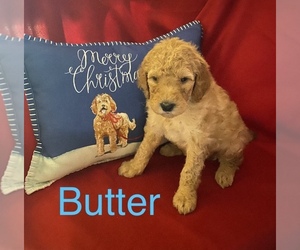 Golden Retriever-Pug-Coton Mix Puppy for Sale in SPRINGFIELD, Ohio USA