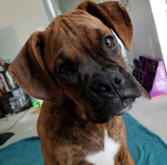 Boxer Puppy for sale in CORYDON, IN, USA