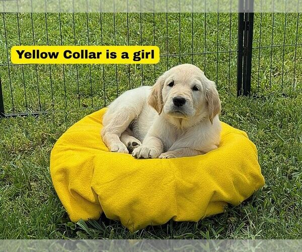 Medium Photo #4 Golden Retriever Puppy For Sale in NORTH LIBERTY, IN, USA