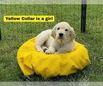 Puppy Yellow Golden Retriever