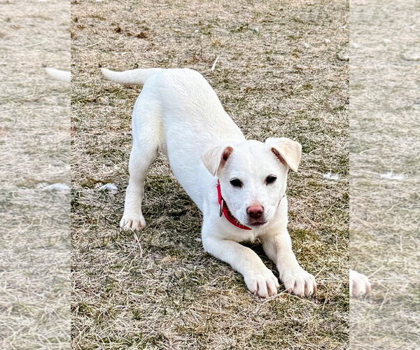 Medium Photo #3 Mutt Puppy For Sale in Cottage Grove, MN, USA