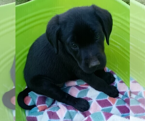 Medium Photo #7 Labrador Retriever Puppy For Sale in IONE, CA, USA