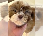 Small Photo #7 Shih Tzu Puppy For Sale in ASHBURNHAM, MA, USA
