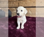 Small Photo #9 English Cream Golden Retriever Puppy For Sale in FREDERICK, MD, USA