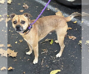 Sly 2026 - Male Chug Dog for Adoption - Photo #2