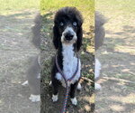 Small #5 Labradoodle