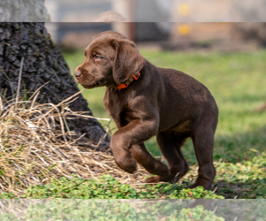 Labradoodle Puppy for sale in DEEPWATER, MO, USA