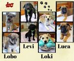 Small #1 Retriever  Mix