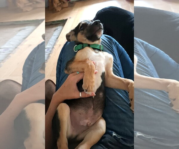 Medium Photo #3 Mutt Puppy For Sale in MECHANICSBURG, PA, USA