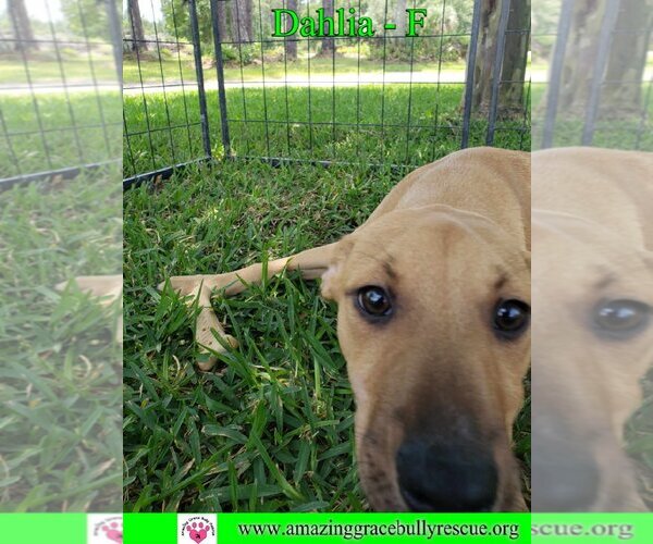 Medium Photo #12 Australian Shepherd-Beagle Mix Puppy For Sale in Pensacola, FL, USA