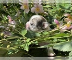 Small Photo #6 Bullhuahua-Chihuahua Mix Puppy For Sale in RAWSONVILLE, MI, USA