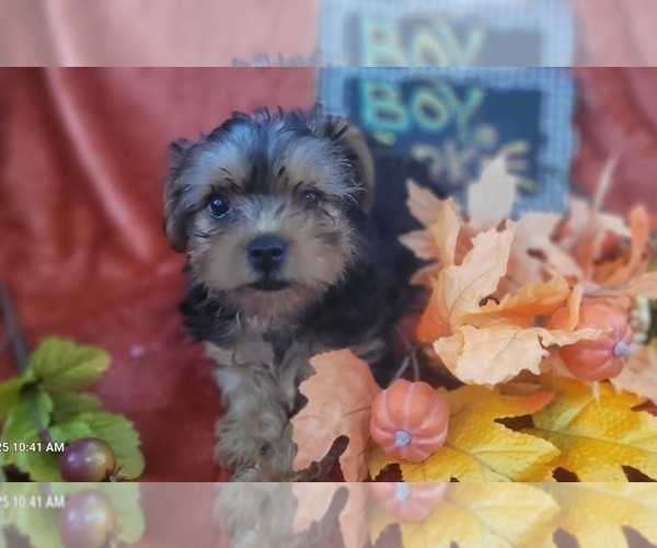 Medium Photo #24 Yorkshire Terrier Puppy For Sale in AKRON, OH, USA