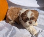 Small #3 Shih Tzu
