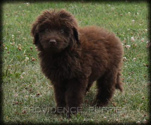 Medium Photo #1 Shepadoodle Puppy For Sale in WAYLAND, IA, USA