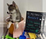 Small #7 Pomsky-Shiba Inu Mix