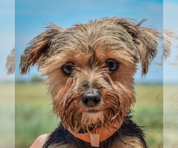 Medium Photo #5 Mutt Puppy For Sale in Huntley, IL, USA