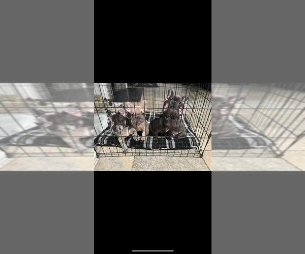 Medium Photo #7 French Bulldog Puppy For Sale in ONTARIO, CA, USA