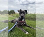 Small #4 Blue Lacy Mix