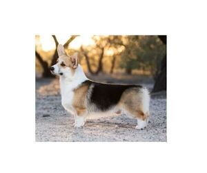 Father of the Pembroke Welsh Corgi puppies born on 03/07/2022