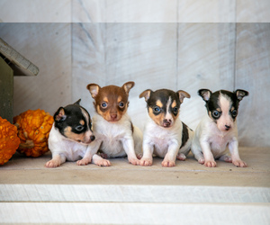 Fox Terrier (Toy) Litter for sale in SUGARCREEK, OH, USA