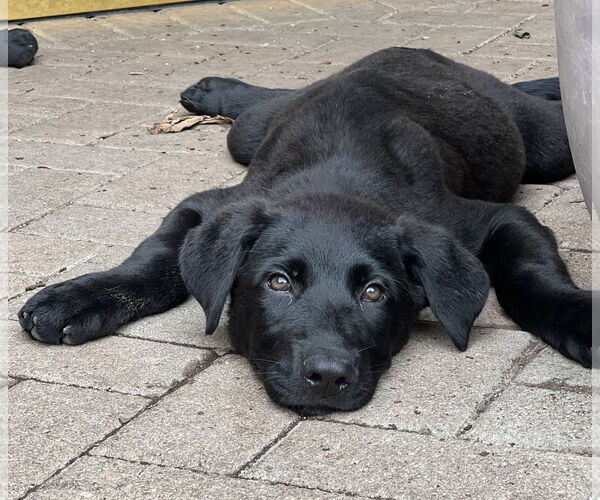 Medium Photo #2 Shepradors Puppy For Sale in Winter Park, CO, USA
