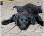 Small Photo #2 Shepradors Puppy For Sale in Winter Park, CO, USA