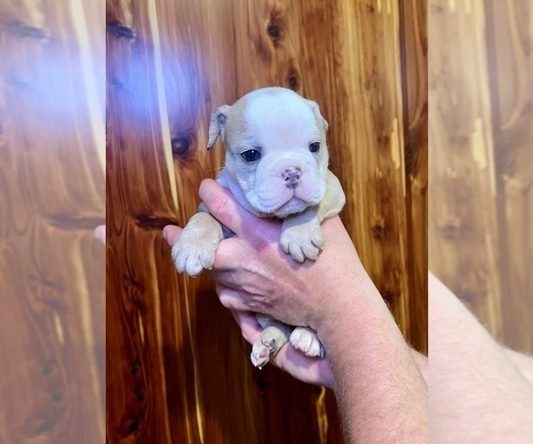 Medium Photo #5 Bulldog Puppy For Sale in GREERS FERRY, AR, USA