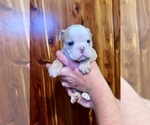 Small Photo #5 Bulldog Puppy For Sale in GREERS FERRY, AR, USA