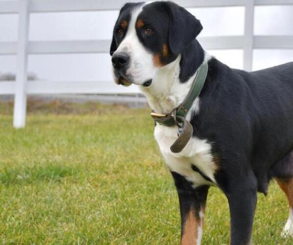 Medium Photo #1 Greater Swiss Mountain Dog Puppy For Sale in BELLEFONTE, PA, USA