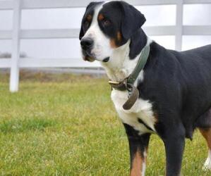 Mother of the Greater Swiss Mountain Dog puppies born on 11/17/2025
