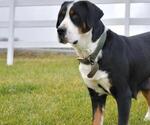 Small Photo #1 Greater Swiss Mountain Dog Puppy For Sale in BELLEFONTE, PA, USA