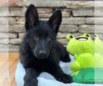 Small Photo #36 German Shepherd Dog Puppy For Sale in LENOIR, NC, USA