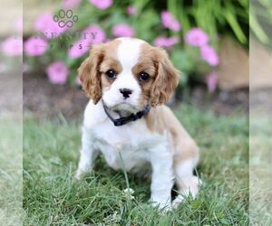 Cavalier King Charles Spaniel Puppy for sale in CHRISTIANA, PA, USA