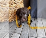 Small #3 Miniature Labradoodle