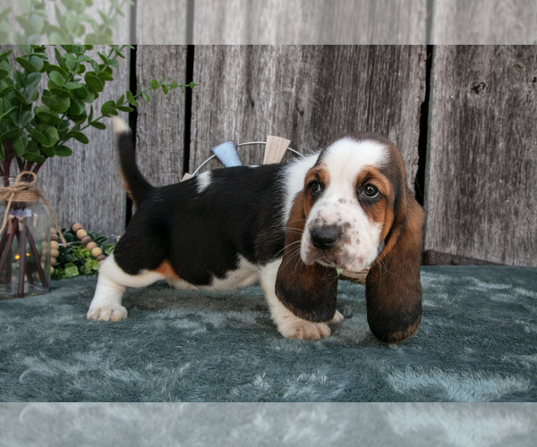 Medium Photo #30 Basset Hound Puppy For Sale in FRESNO, OH, USA