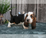 Small Photo #30 Basset Hound Puppy For Sale in FRESNO, OH, USA