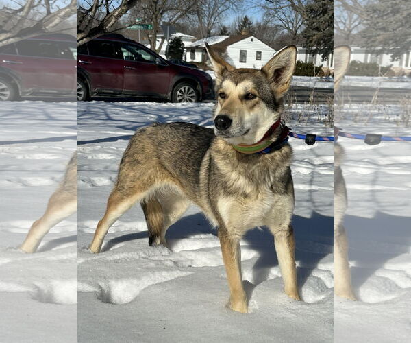 Medium Photo #5 Huskies -Unknown Mix Puppy For Sale in Crystal, MN, USA